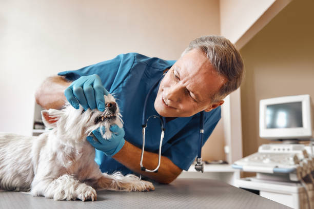 Best Pediatric Emergency Dentist in Mayfield, PA